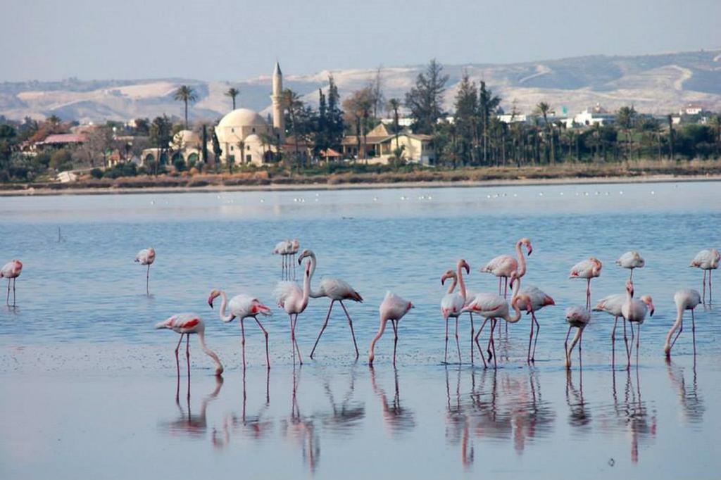 Ithaki Phinikoudes Apartment 307 لارنكا الغرفة الصورة